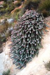 Protea amplexicaulis