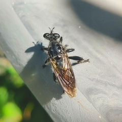 Andrenosomatini