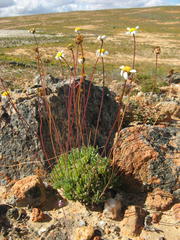 Leucoptera subcarnosa