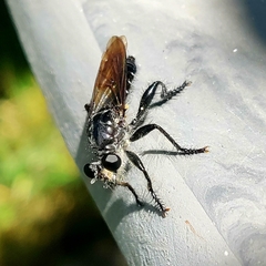 Andrenosomatini