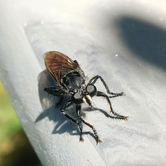 Andrenosomatini