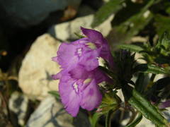 Galeopsis angustifolia