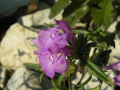 Galeopsis angustifolia