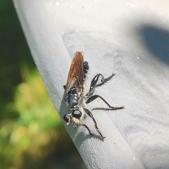 Andrenosomatini