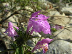 Galeopsis angustifolia