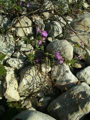 Galeopsis angustifolia