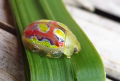 Paropsisterna annularis