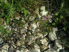 Galeopsis angustifolia