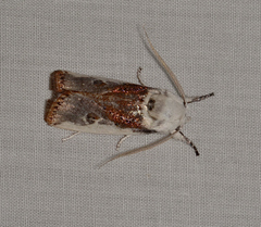 Cryptophasa albacosta
