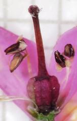 Erica corifolia bracteata