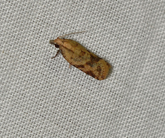 Clepsis therina