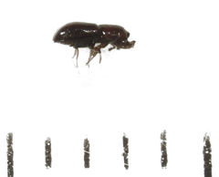 Octotemnus dilutipes