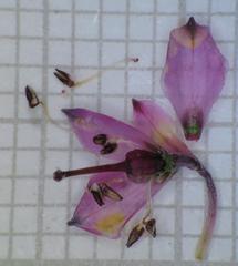 Erica corifolia bracteata