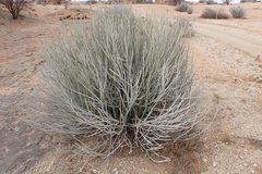 Euphorbia gregaria