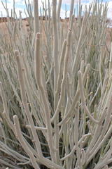 Euphorbia gregaria