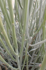 Euphorbia gregaria
