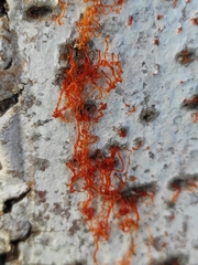 Cytospora chrysosperma