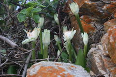 Haemanthus albiflos
