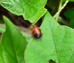 Hemithyrsocera palliata