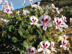 Pelargonium echinatum