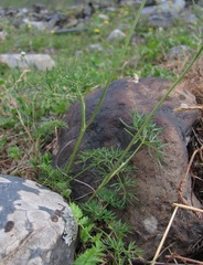 Lomatocarum alpinum