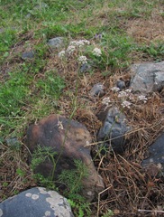 Lomatocarum alpinum