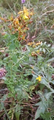 Hypericum perforatum perforatum