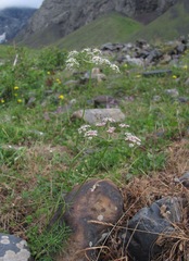 Lomatocarum alpinum