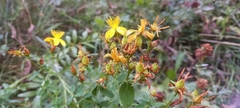 Hypericum perforatum perforatum