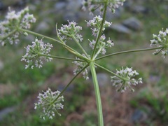 Lomatocarum alpinum