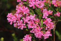 Erica bracteolaris