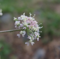 Lomatocarum alpinum