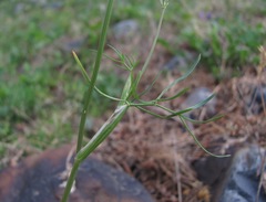 Lomatocarum alpinum