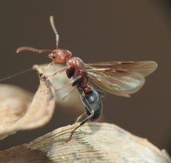 Papyrius