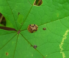 Laccoptera nepalensis