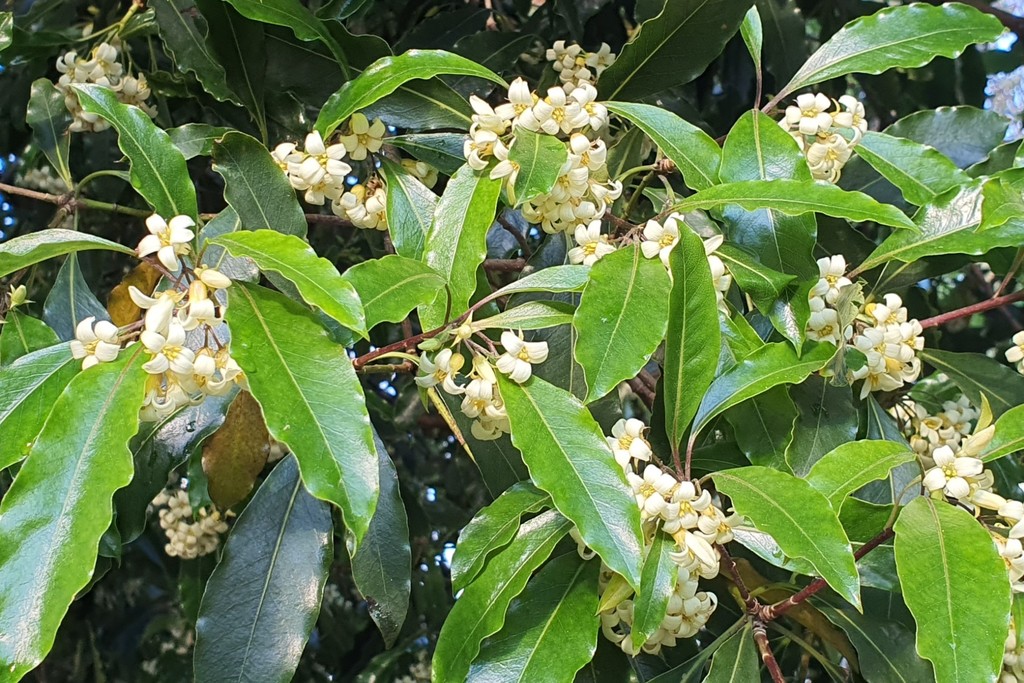 Sweet Pittosporum from Melbourne VIC, Australia on August 29, 2021 at ...