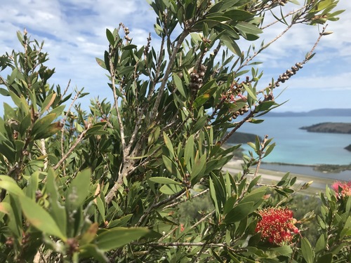 Callistemon hemistictus, 2021-08-26