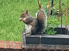 Sciurus carolinensis