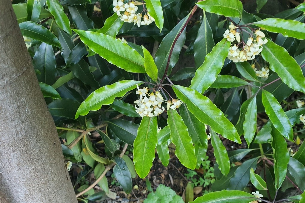 Sweet Pittosporum from Melbourne VIC, Australia on August 29, 2021 at ...