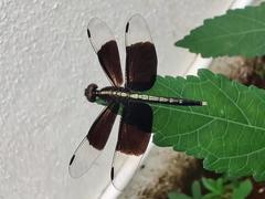 Neurothemis tullia