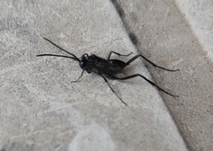 Evania appendigaster