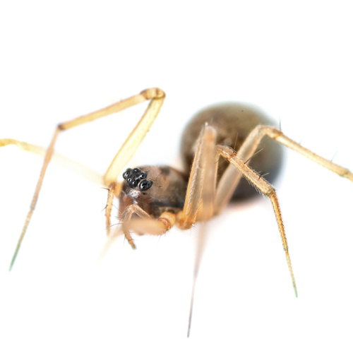 Bog Sheet-web Weaver