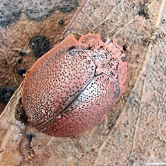 Paropsis dilatata