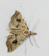 Trigonistis asthenopa