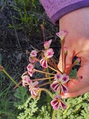 Pelargonium triste