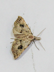 Trigonistis asthenopa