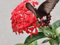 Papilio polytes