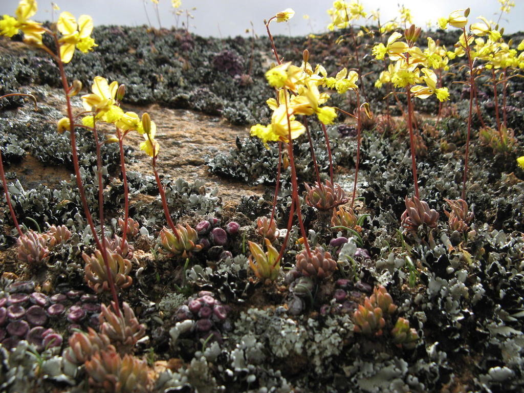 Bulbine wiesei