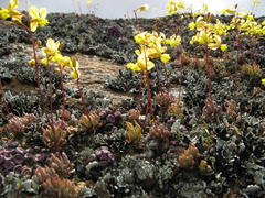 Bulbine wiesei