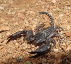 Opisthacanthus validus
